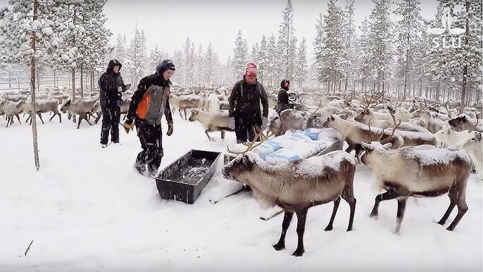Hur påverkas renarna och renskötseln?
